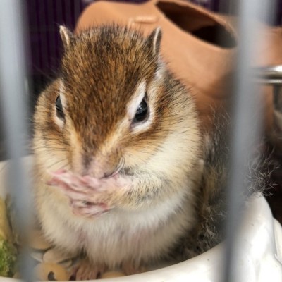 132　リスを飼っています