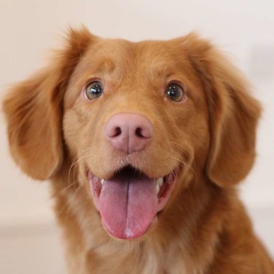 DOGGY