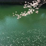 sakura_chiru's avatar