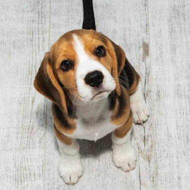 kunkunbeagle's avatar