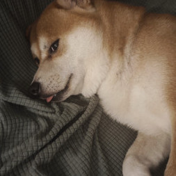 acai2613463's avatar