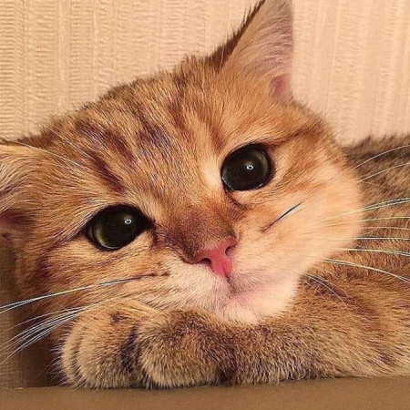 shirowasu's avatar