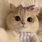 MeowYYDS's avatar