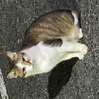 matsuya's avatar