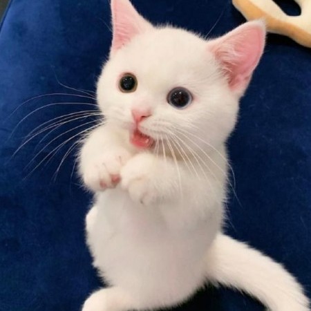 iamtofu666's avatar