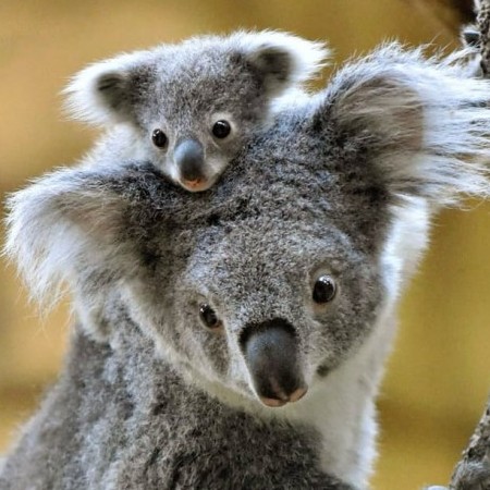 Sayuchan072's avatar