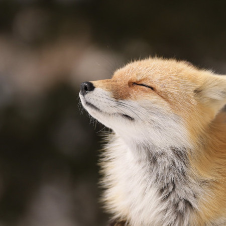 fairytailhappi's avatar