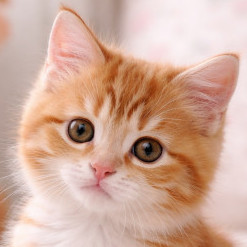 kuroneko9675's avatar