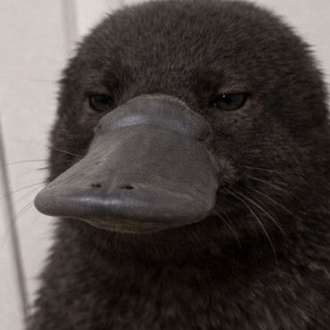2hoorse's avatar
