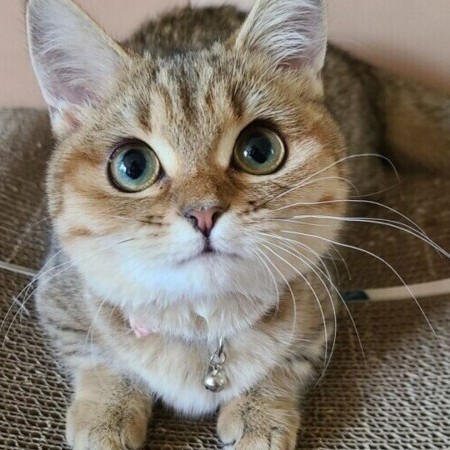 moonlightwater's avatar