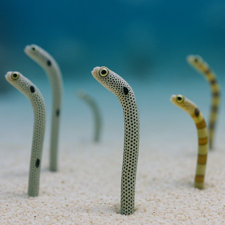 mikemikeneko's avatar