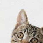 bikunbikun5's avatar