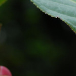 tsubaki0122's avatar