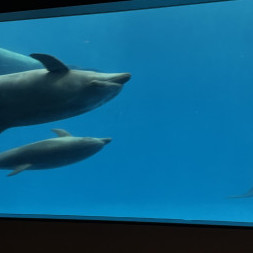 ippainooppai's avatar