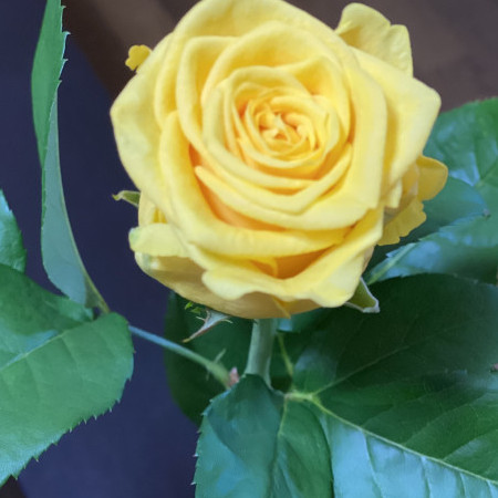 Kazzzzzzzzu's avatar