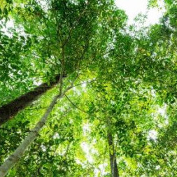 pachipachi1990's avatar