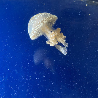 Milkmilk1582's avatar