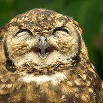 Salsasource's avatar