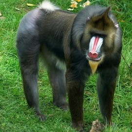 Darklord147's avatar