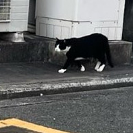 tikkoshier2's avatar