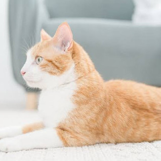 nekoneko_love's avatar