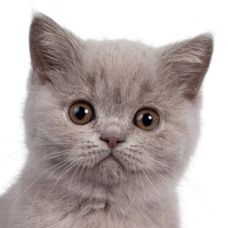 JdAFnNvAxauo's avatar