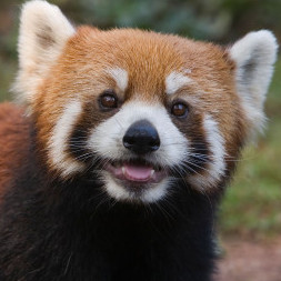 chikuwadayo's avatar