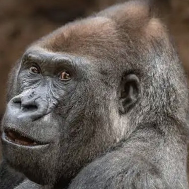 gorira_gorira's avatar