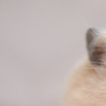 hamuhamupurin's avatar