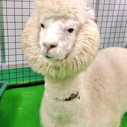 kemushi4146's avatar