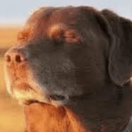 Linkzeldaganon's avatar