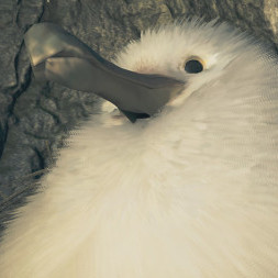 hatohato0000's avatar