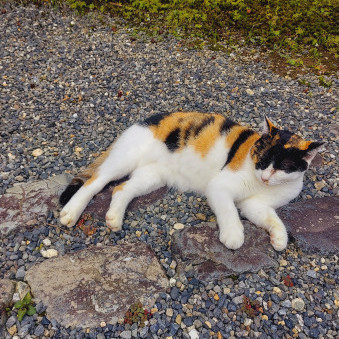 fictionOwner's avatar