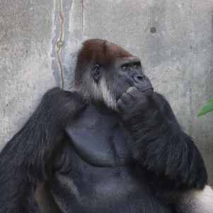 nikuoman2929's avatar