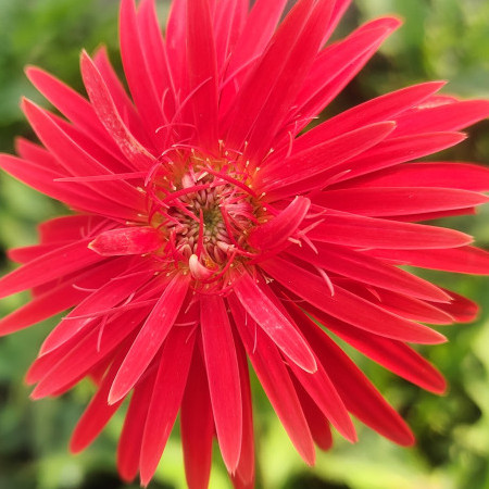 milklover33's avatar