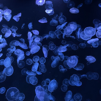 Solo_Leveling47's avatar