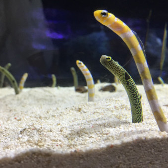 tetekomachi's avatar