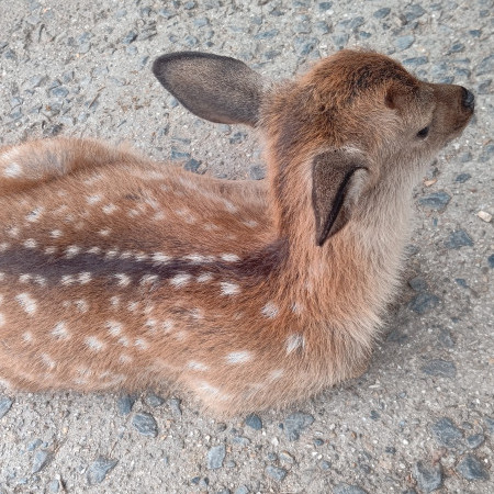 megagorilla's avatar