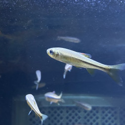 brokenAlice's avatar